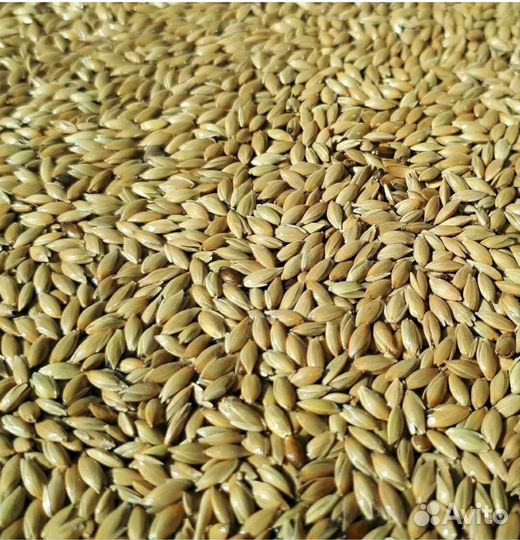 Корм для птиц