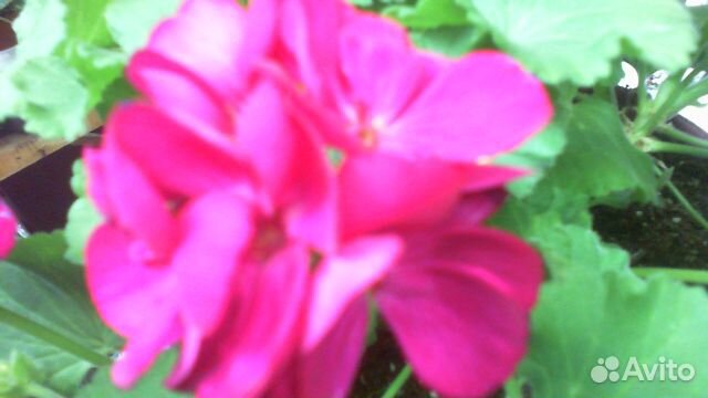 Пеларгония 