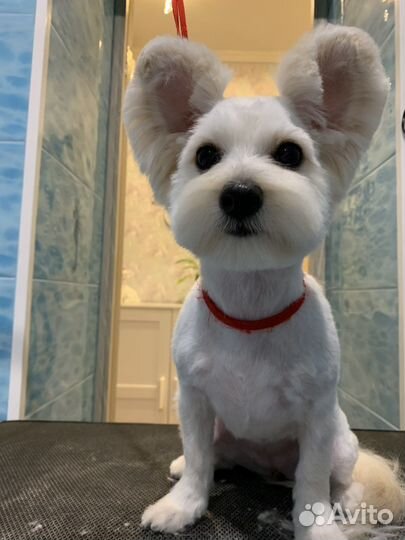 Стрижка собак. Стрижка кошек. Груминг. Грумер