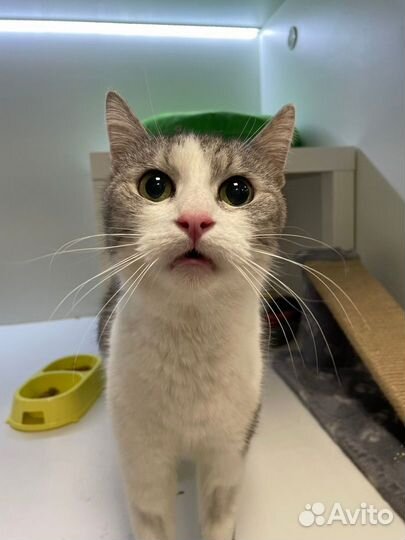 Ласковые коты и кошки в добрые руки