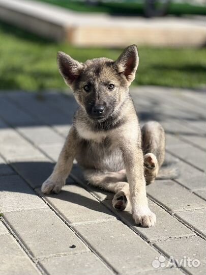 Собаки в дар