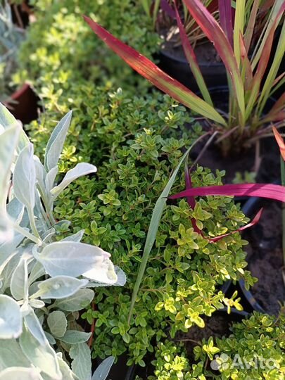 Цветы многолетники