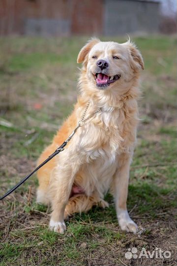 Песик из приюта ищет дом