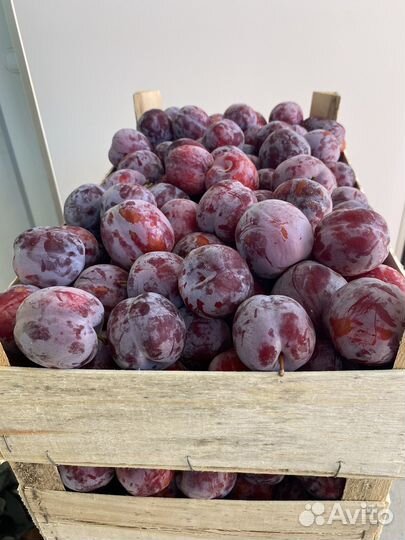 Слива фортуна