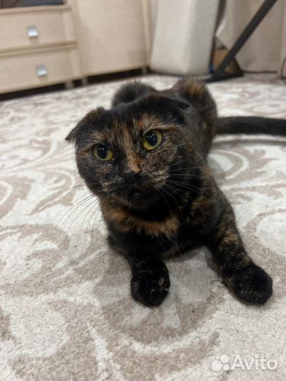 Кошка ищет котика
