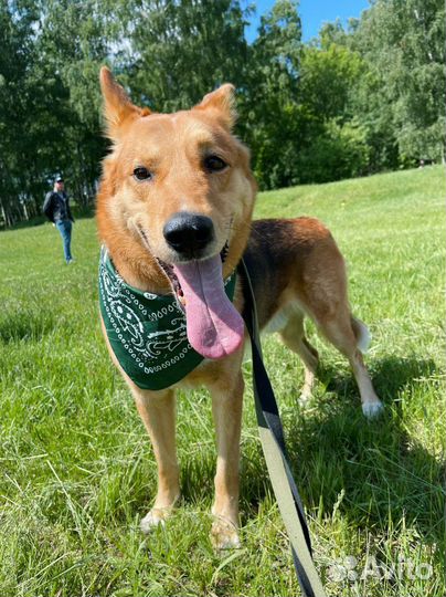 Классный пес ищет семью