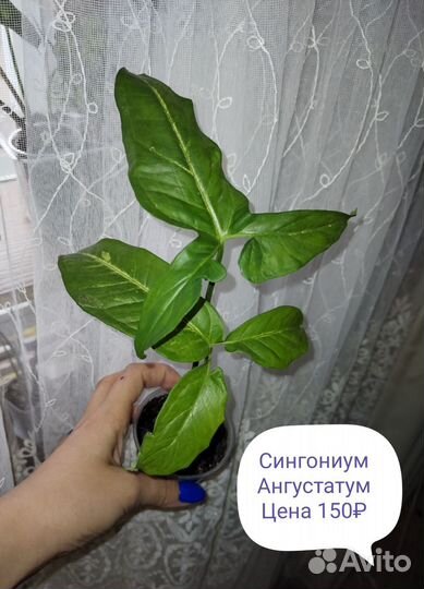 Комнатные растения