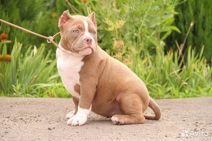 Американский булли покет