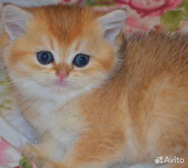 Золотая шиншилла