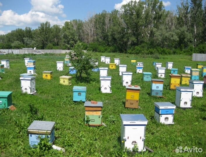 Мед натуральный алтайский опт