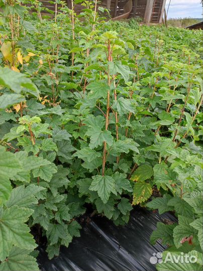 Саженцы красной смородины