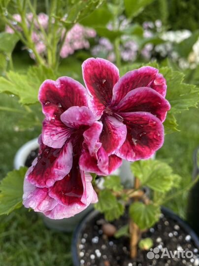 Пеларгония герань