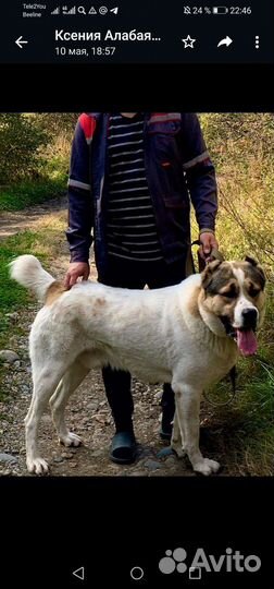 Среднеазиатская овчарка алабай щенки двухмесячные