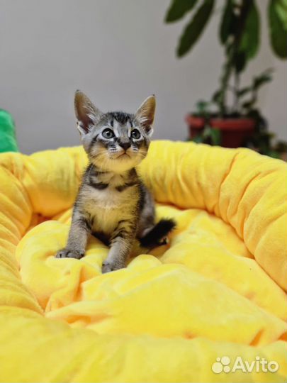 Котёнок мальчик в добрые руки