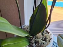 Кора сосны и мох для орхидей