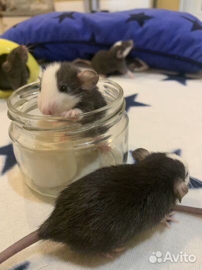 Крысята дамбо