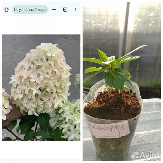 Метельчатые гортензии