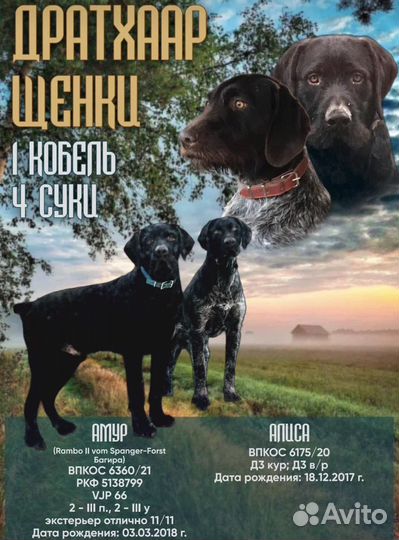 Щенки Дойч Дратхаара