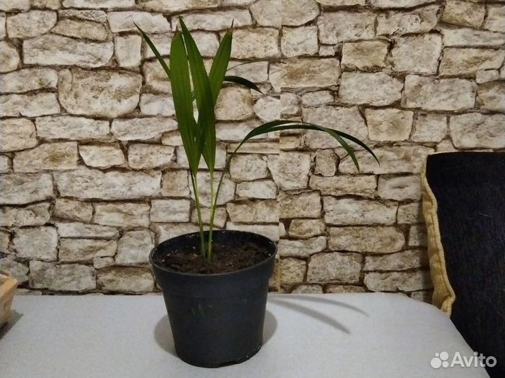 Хризалидокарпус Арека