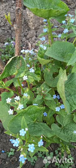 Рассада многолетних цветов