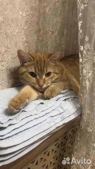 Рыжая кошка на вязку