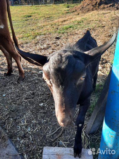 Козел мурсиано гранадино