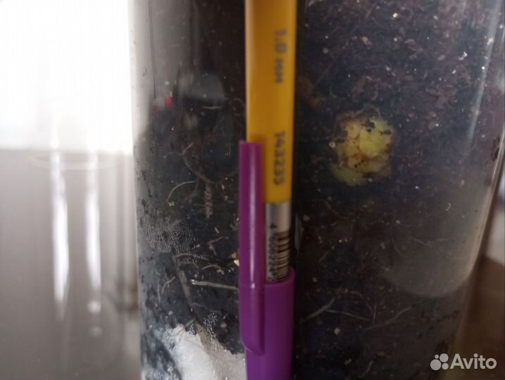 Алоказия Фрайдек клубень