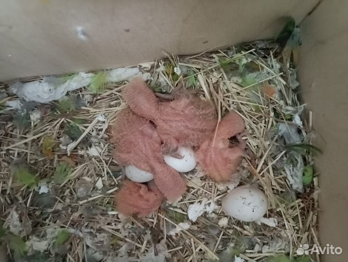 Попугай неразлучник
