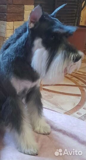 Щенок цвергшнауцера. Мальчик