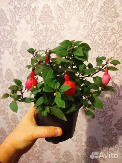 Здоровые цветы