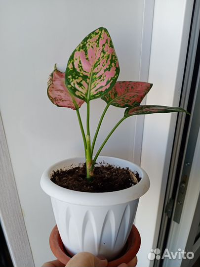 Аглаонема(ч.2)