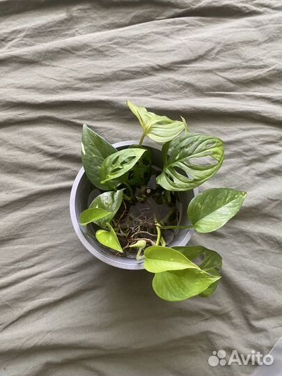 Монстера манки