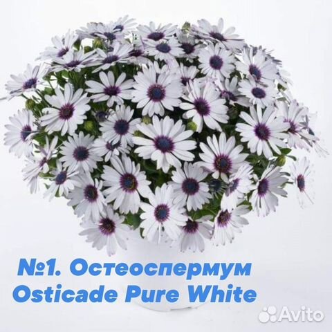 Вербена вегетативная