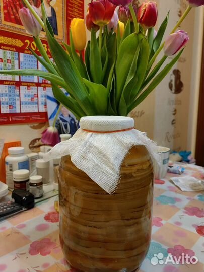 Чайный гриб