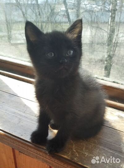 Черный котенок
