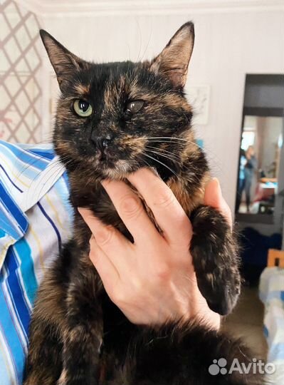 Ласковая, преданная кошка окрас черепашки