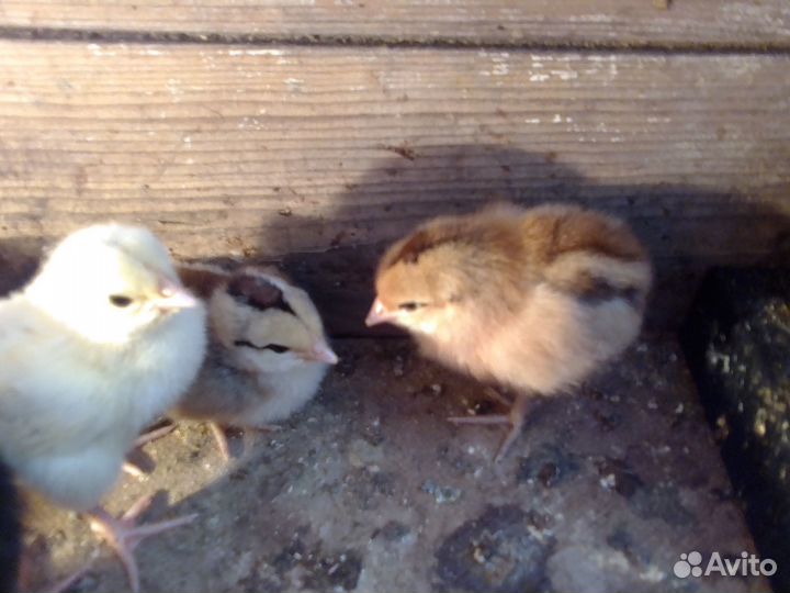 Продажа птицы и инкубационные яйцо