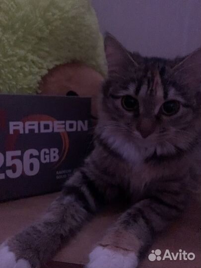 AMD Radeon r5 ssd 256gb