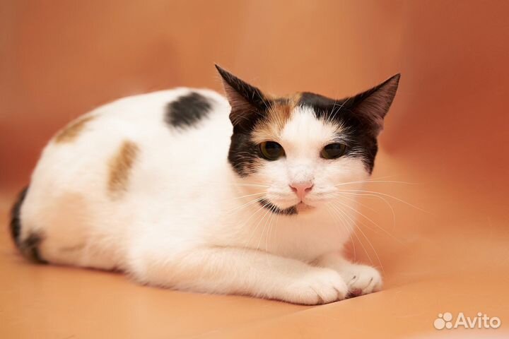 Трехцветная кошка