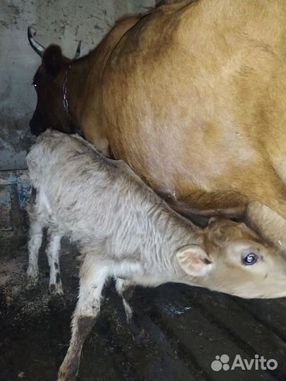 Корова дойная с теленком