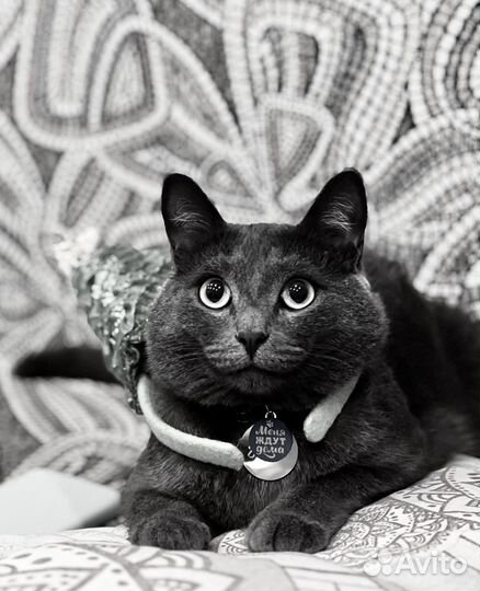 Отдам кота в добрые руки