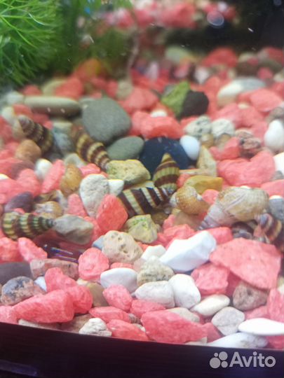 Улитка Хелена