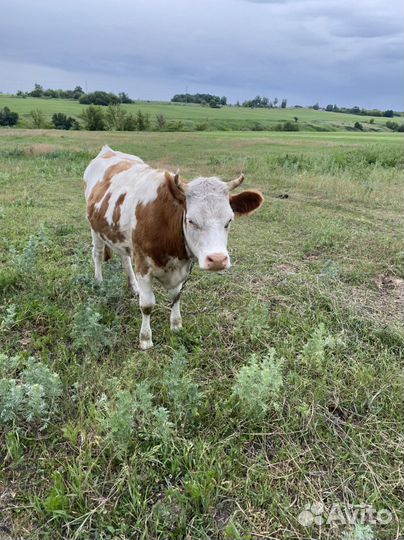 Телка от высокоудойной коровы