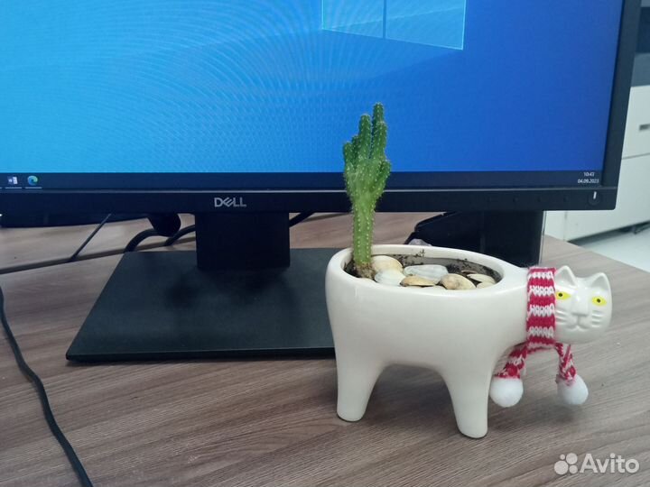 Кактус в горшке