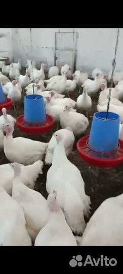 Домашняя индейка