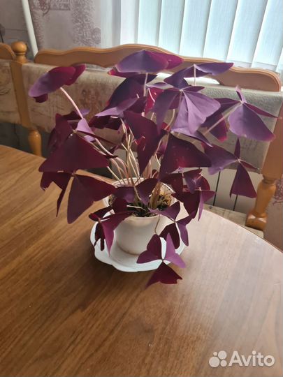 Кислица треугольная