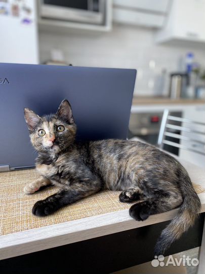 Маленькой Джесси нужен дом и семья