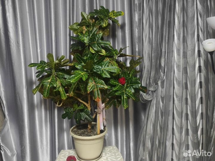 Комнатные цветы Кротон