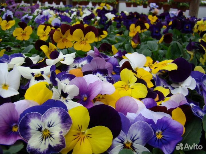 Виола, петуния рассада цветов для доращивания