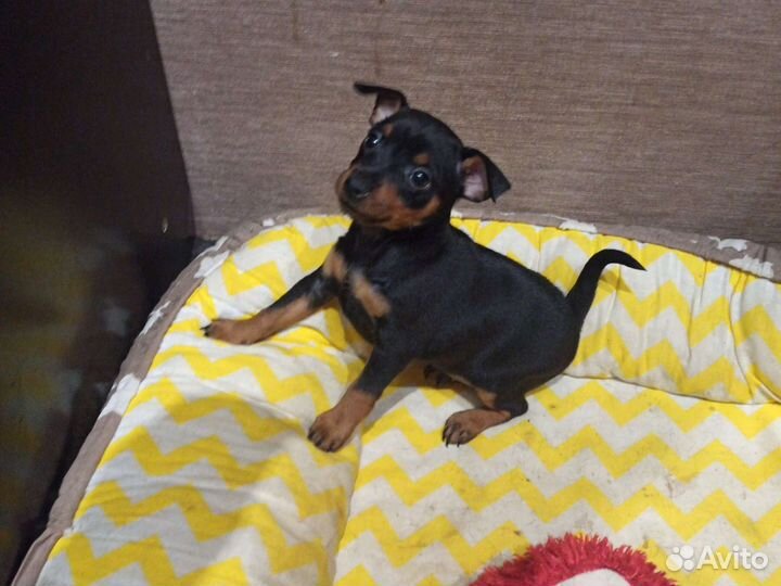 Цвергпинчер